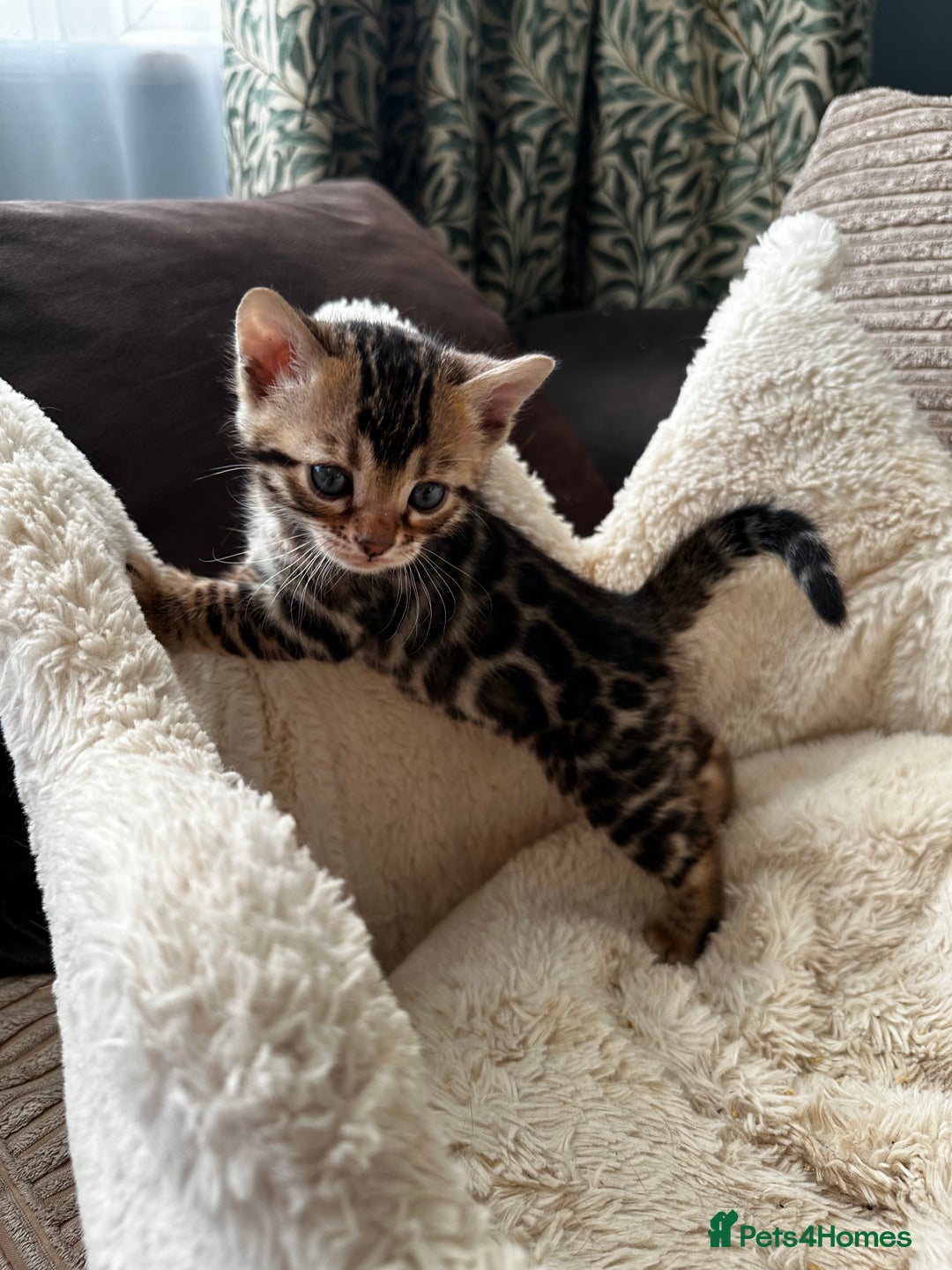 Bengal cats for sale: TICA registered bengal kittens available! - Advert 13