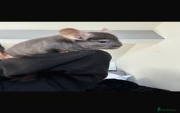 Chinchilla rodents for sale: 2 boys and cage 🩵 - Image 3