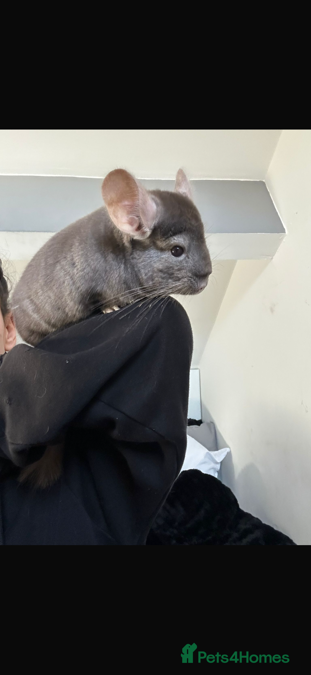 Chinchilla rodents for sale: 2 boys and cage 🩵 - Image 3