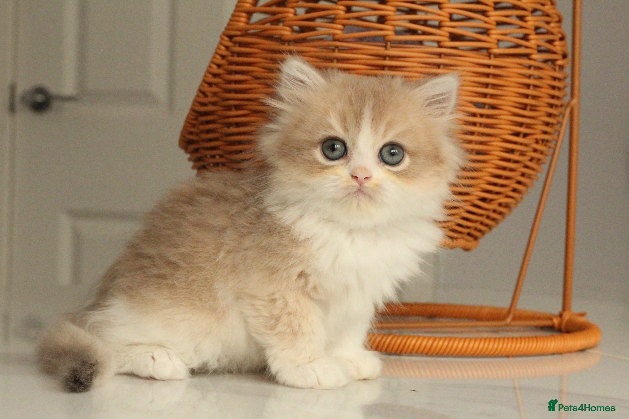 British Longhair cats Rare color Cinnamon Golden BLH - Advert 1