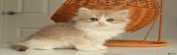 British Longhair cats for sale: Rare color Cinnamon Golden BLH - Advert 1