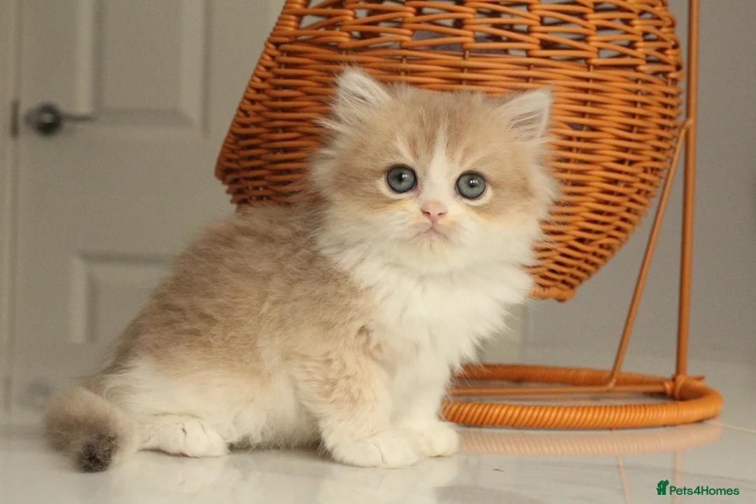 British Longhair cats for sale: Rare color Cinnamon Golden BLH - Advert 1
