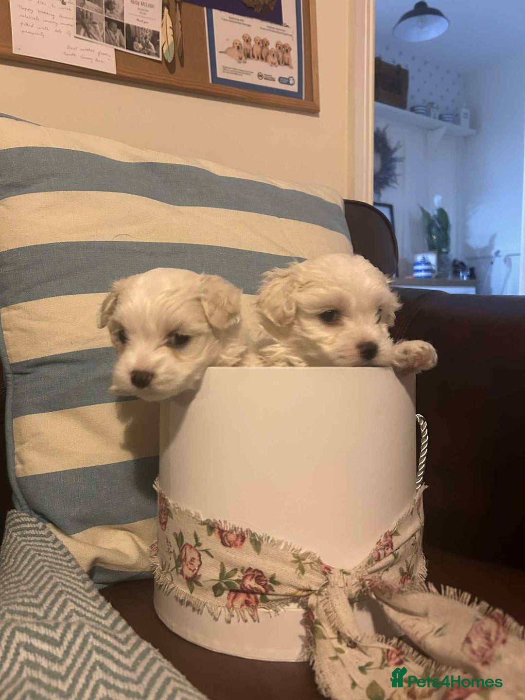 Mixed Breed dogs for sale: Cotonese puppies  - Advert 3