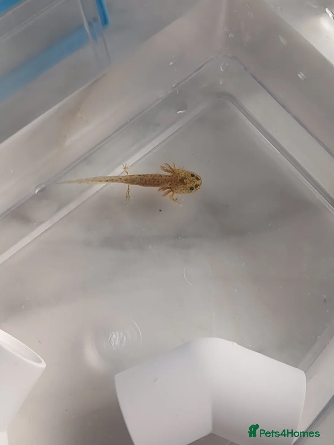 Axolotl reptiles for sale: 2 juvenile axolotls  - Advert 2