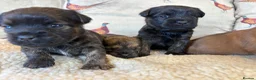 Mixed Breed dogs for sale: Cairn x Patterdale  - Advert 15