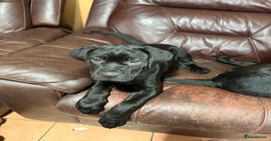Mixed Breed dogs - Advert 5