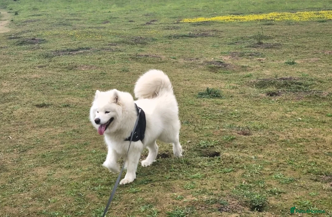 Samoyed dogs for sale: Beautiful purebred puppies - Advert 1