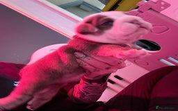 English Bulldog dogs for sale: Beautiful litter of blue fawn English bulldogs - Image 4