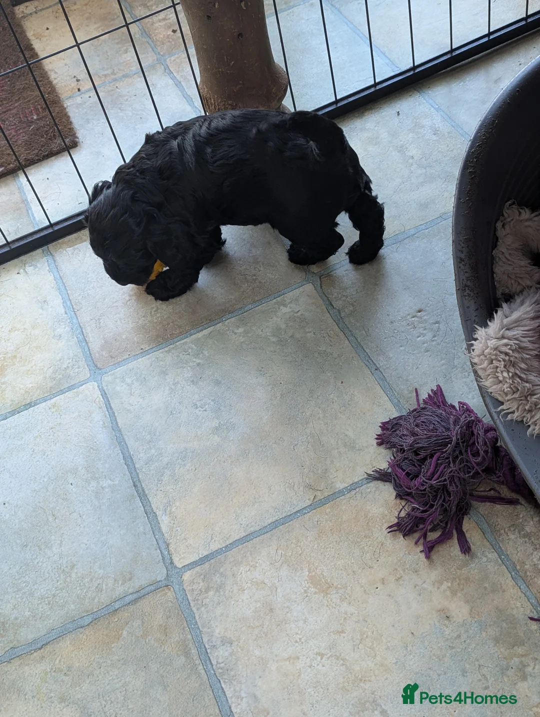 Cockapoo dogs for sale: 2 very loving F 1 show,  boy cockapoo puppies. - Advert 2