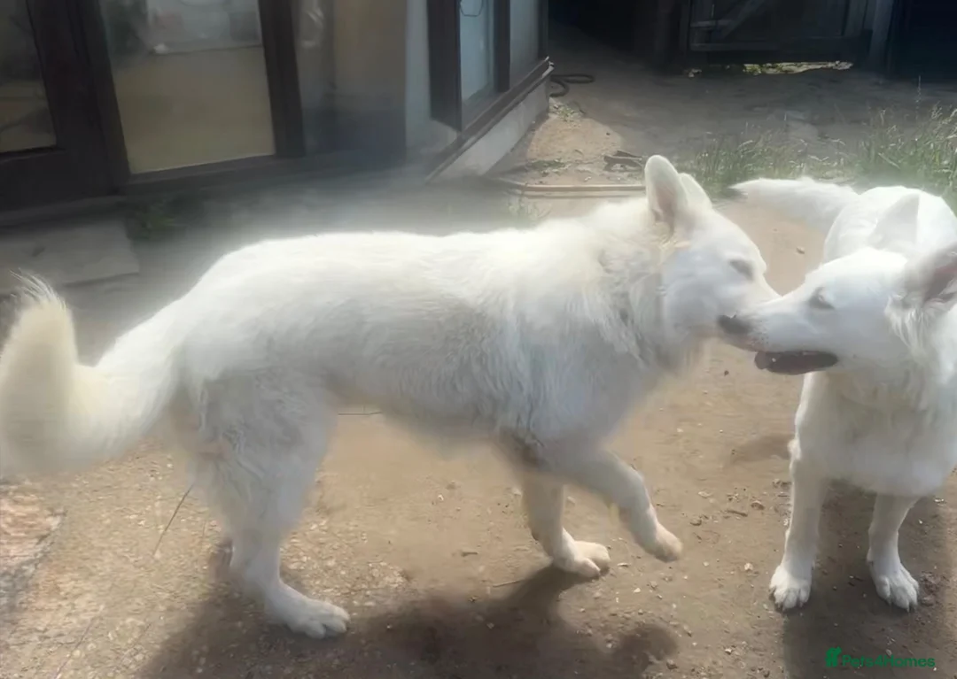 White Swiss Shepherd dogs for sale: Magnificent White Swiss Shepherd Male - Advert 2