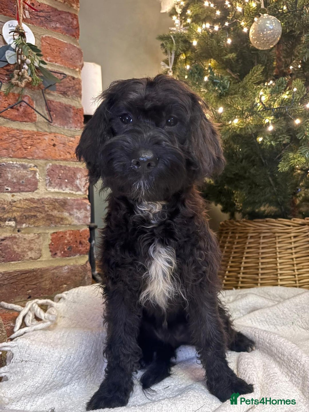 Labradoodle dogs for sale: Labradoodle  - Advert 3