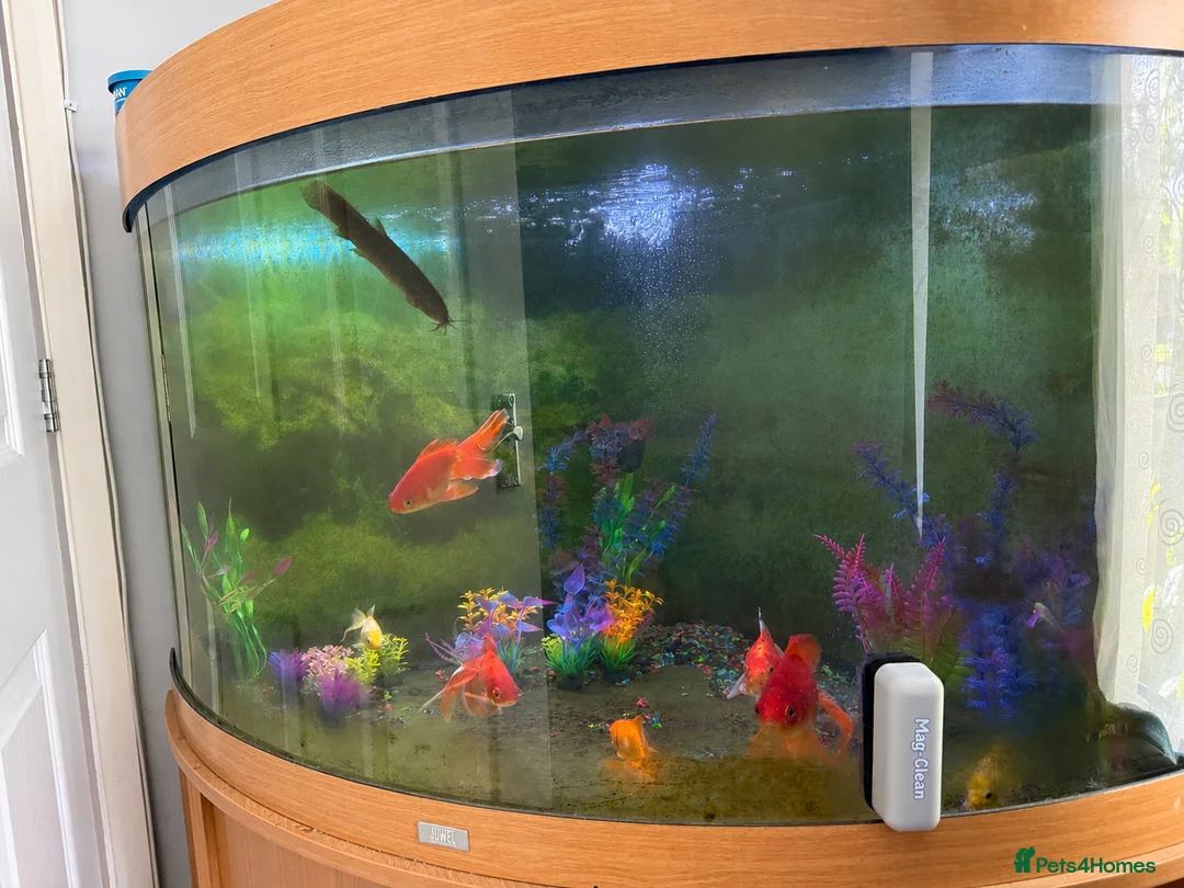 Goldfish fish for sale: Total Set Up Fish Tank, Fish and Filter.  in Waterlooville - Advert 1