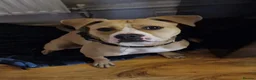 Mixed Breed dogs for sale: Staffy rehoming  in Leeds - Advert 2