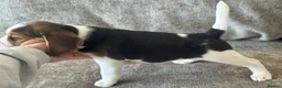Beagle dogs for sale: 🐶 BEAUTIFUL KC REGISTERED CHUNKY BEAGLE PUPPIES🐶 - Advert 19