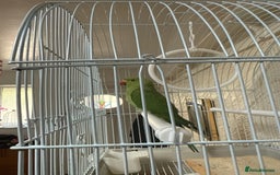 Parrots birds for sale: Parrot - Image 1