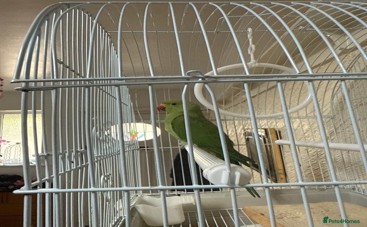 Parrots birds - Advert 2
