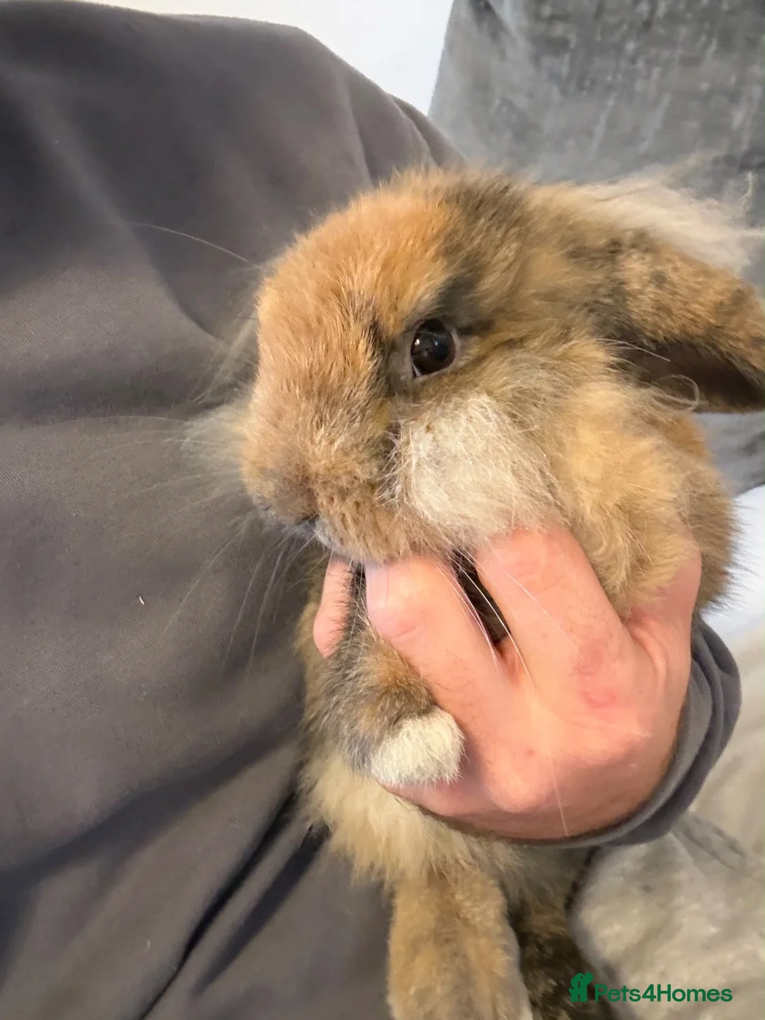 Mini Lion Lop rabbits for sale: 1 x male mini lion lop  - Advert 2