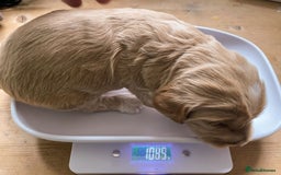 Labradoodle dogs for sale: Labradoodles for Sale! - Image 10