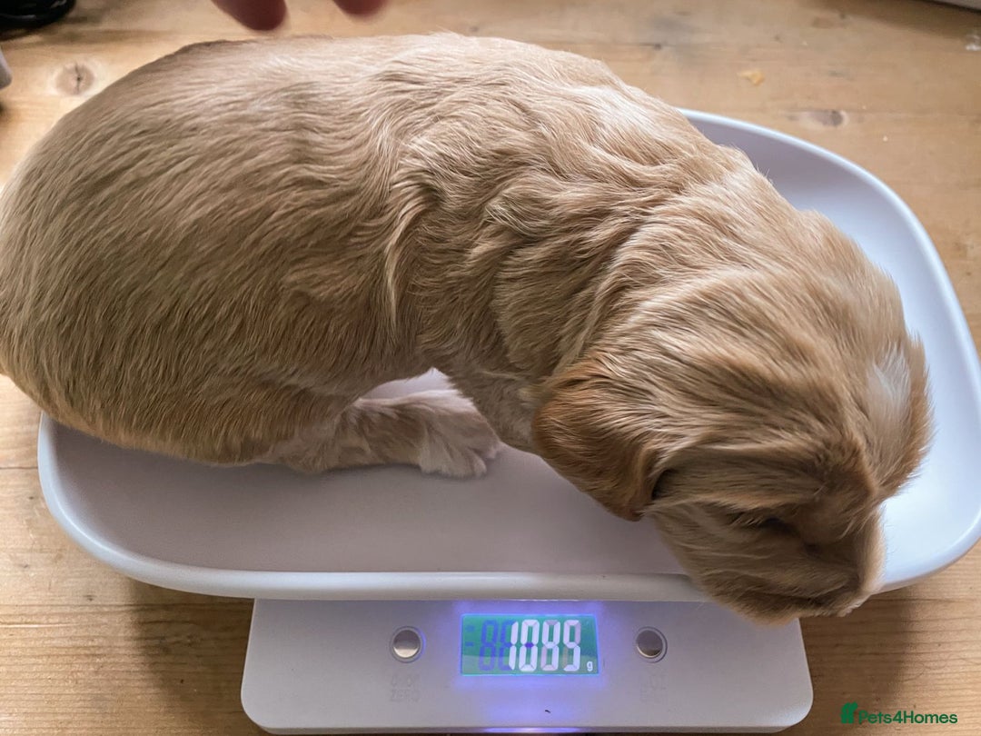 Labradoodle dogs for sale: Labradoodles for Sale! - Image 10