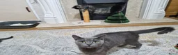 British Shorthair cats for sale: Four energetic kittens. - Advert 11