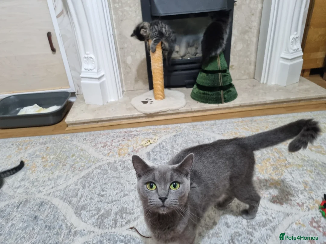 British Shorthair cats for sale: Four energetic kittens. - Advert 11