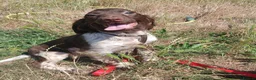 English Springer Spaniel dogs for sale: LeeLee - Advert 9