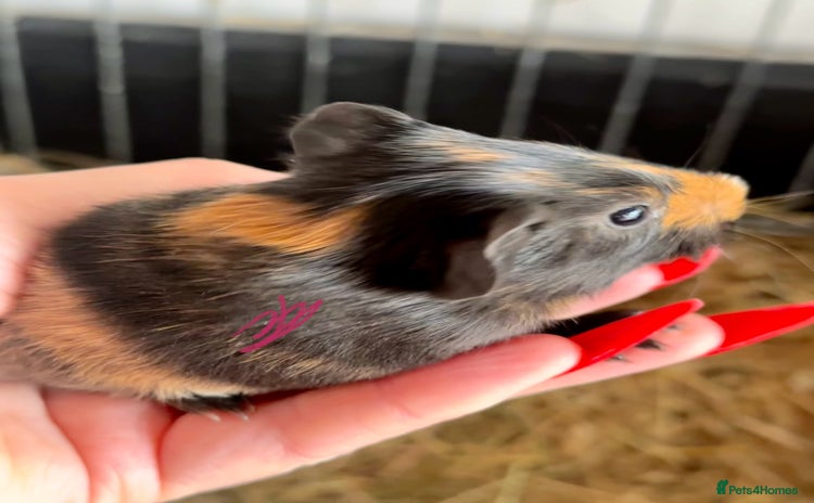 Guinea Pig rodents - Advert 3