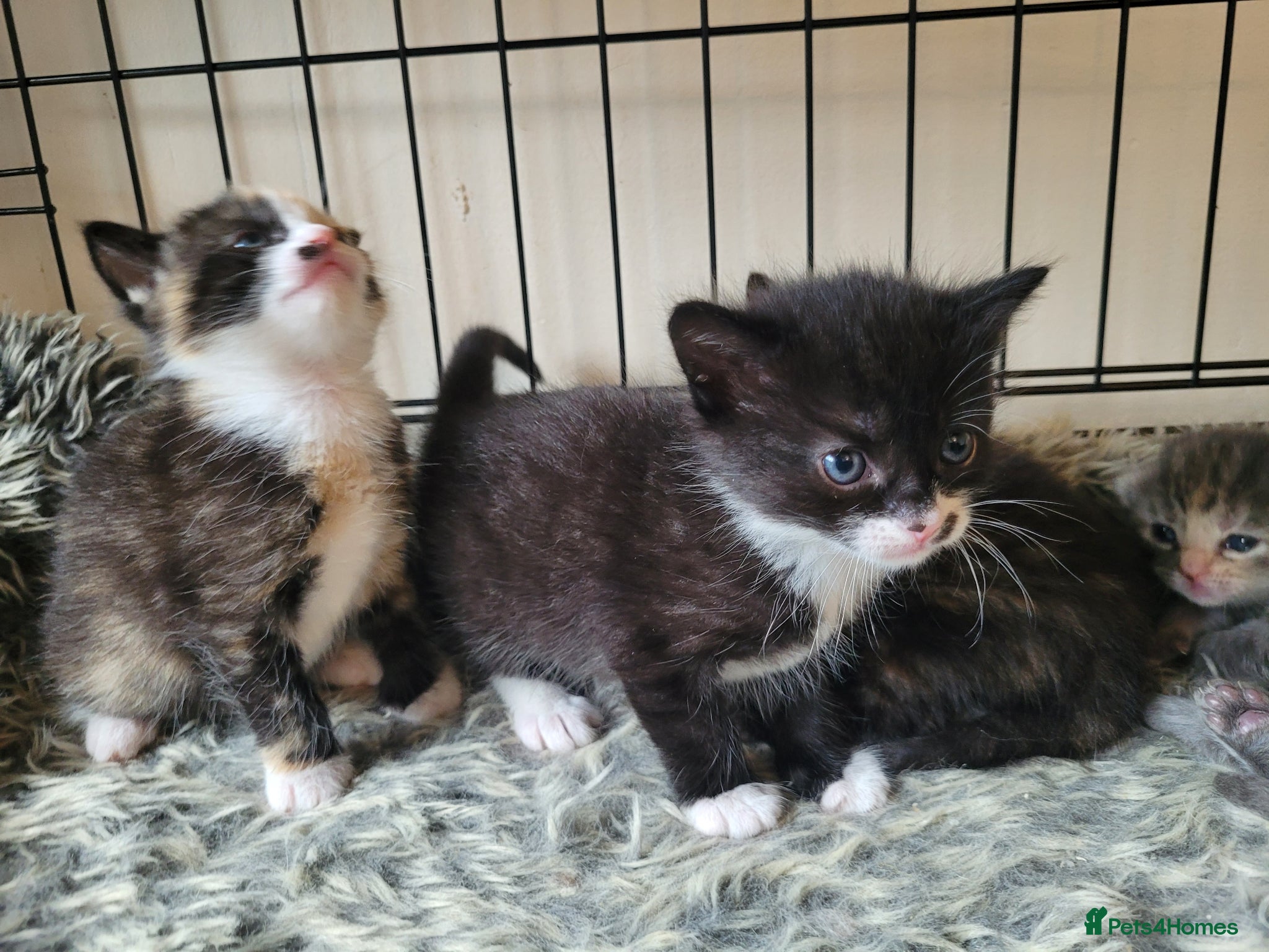 Mixed Breed cats 5 beautiful kittens - Advert 1