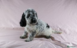 Cockapoo dogs for sale: Ready now beautiful litter F1B cockapoo puppies  in Leicester - Image 10