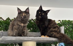 Maine Coon cats for sale: TICA 5 GEN PEDIGREE DNA TESTED  - Image 17