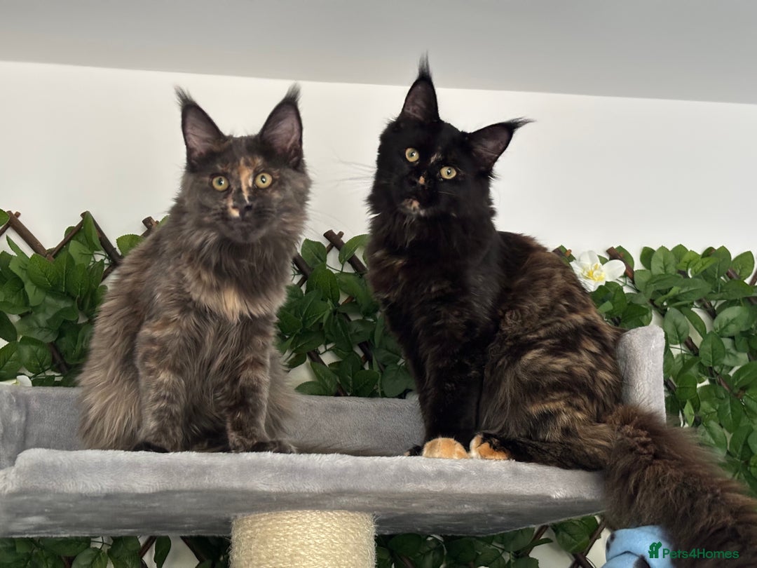 Maine Coon cats for sale: TICA 5 GEN PEDIGREE DNA TESTED  - Image 17