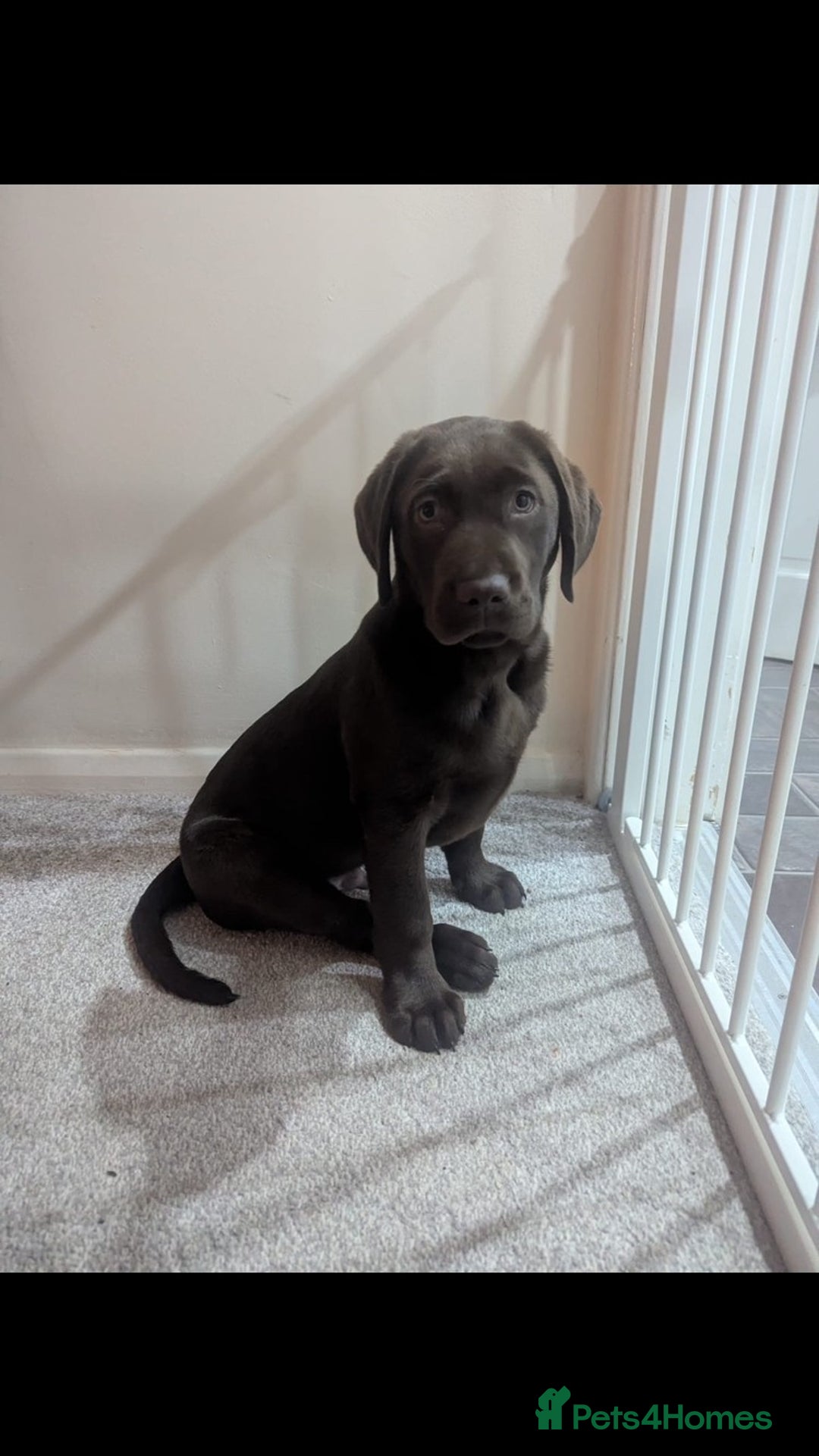 Labrador Retriever dogs for sale: Perfect Puppy  - Advert 1