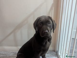 Labrador Retriever dogs Perfect Puppy - Advert 1