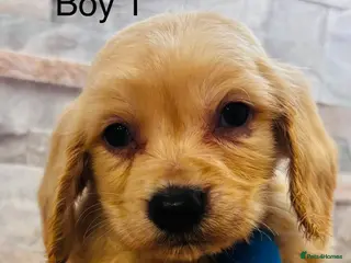 Cavapoochon dogs **reduced** Adorable Cavapoochon puppies - Advert 15