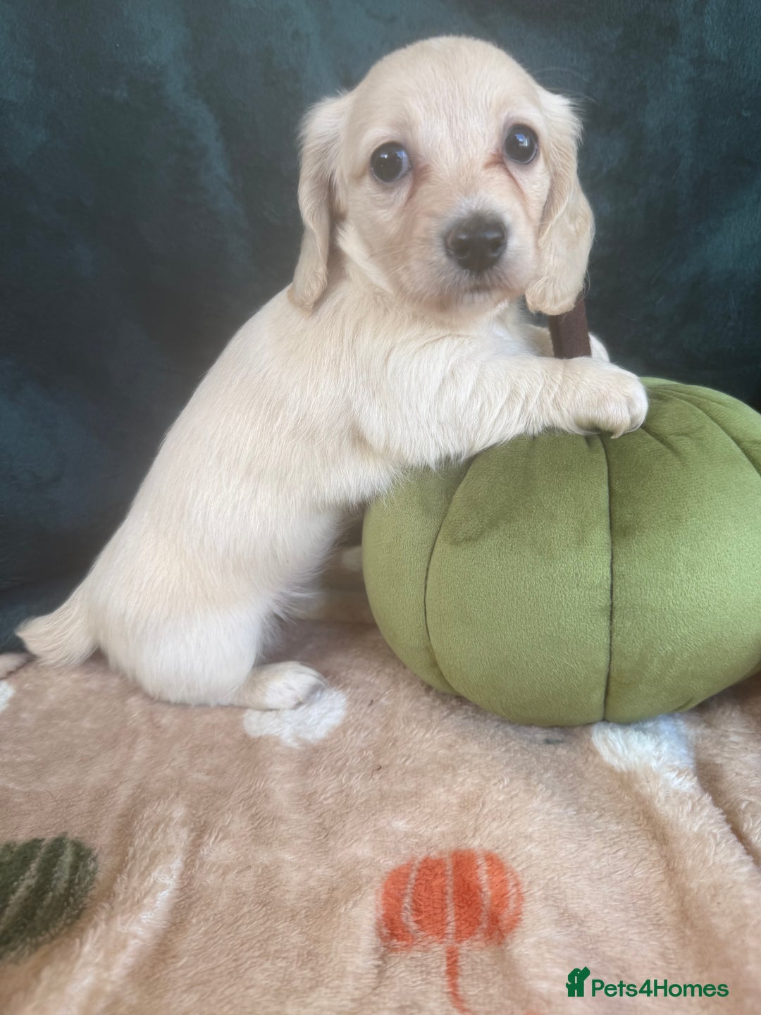 Dachshund dogs for sale: English cream miniature dachshunds  - Image 4