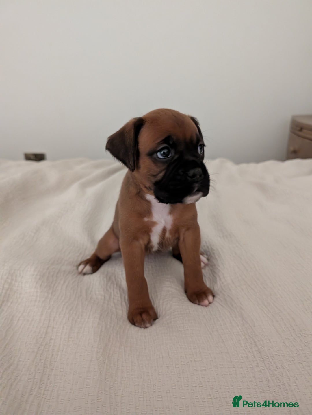 Boxer dogs for sale: Beautiful black mask bobtail/tailed boxer puppies  - Advert 31