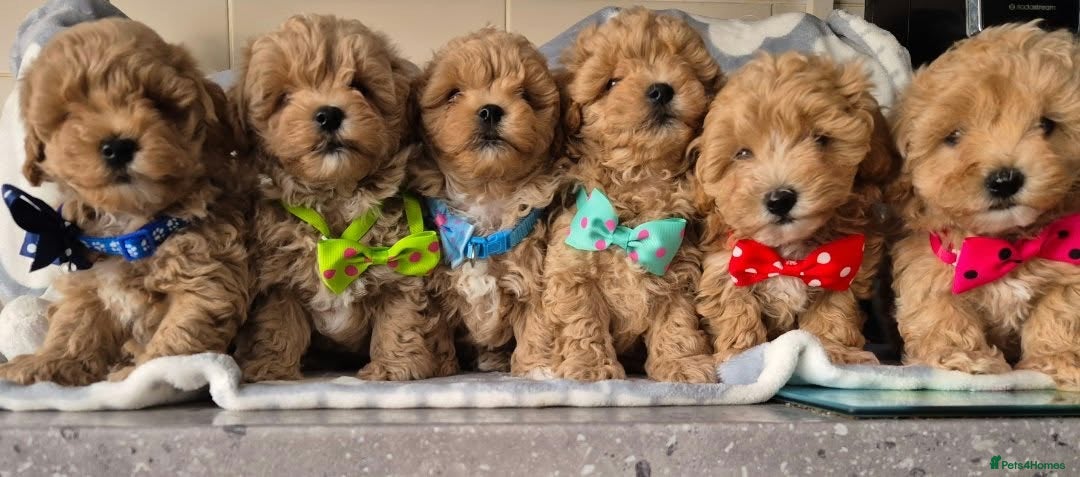 Maltipoo dogs Maltipoo  - Advert 3