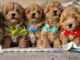 Maltipoo dogs Maltipoo - Advert 3