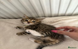 Mixed Breed cats for sale: Silver & brown British shorthair / bengal kittens  - Image 21