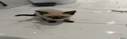 Mixed Breed cats for sale: BEAUTIFUL SIAMESE X SHORTHAIR KITTENS in London - Advert 6