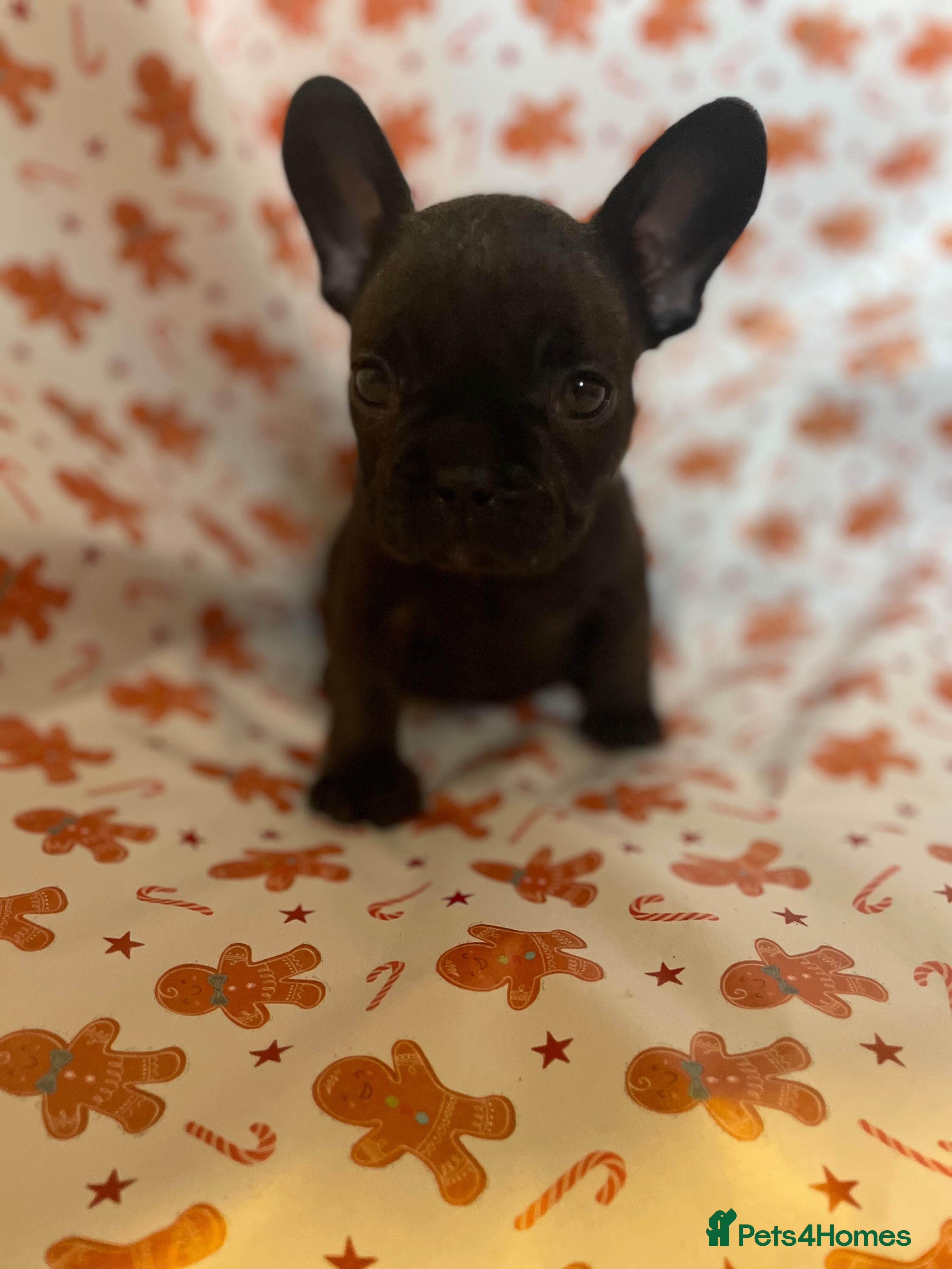 French Bulldog dogs French Bulldog Puppies - Advert 3
