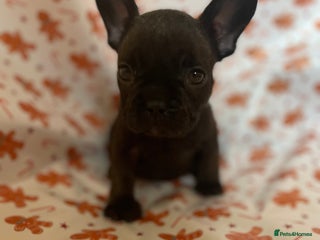 French Bulldog dogs French Bulldog Puppies - Advert 10
