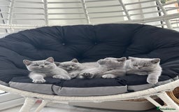 British Shorthair cats for sale: READY COLLECTION THIS WEEKEND! Bsh babies  - Image 23