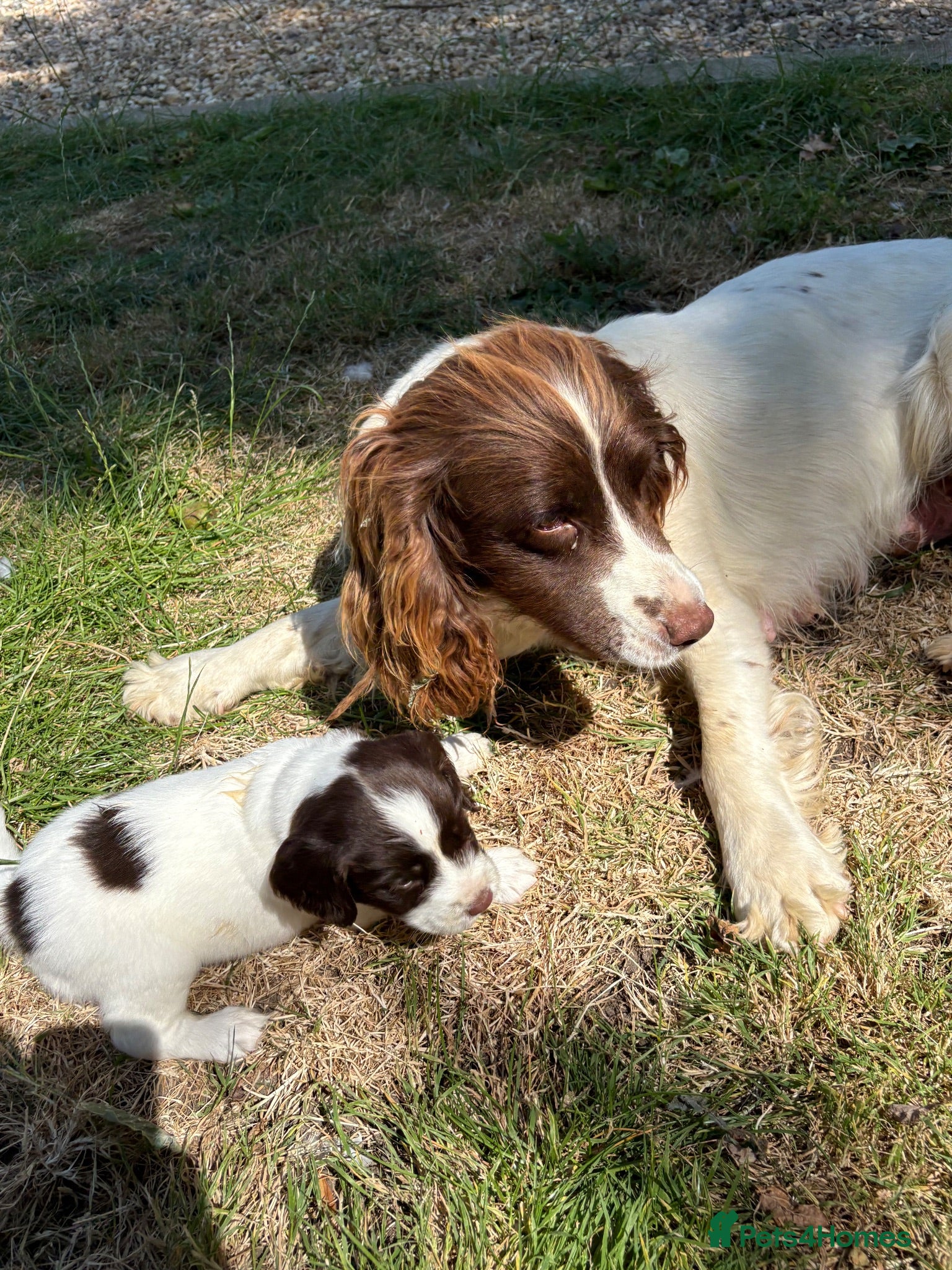 English Springer Spaniel dogs 9 beautiful springer puppies seeking forever home - Advert 2