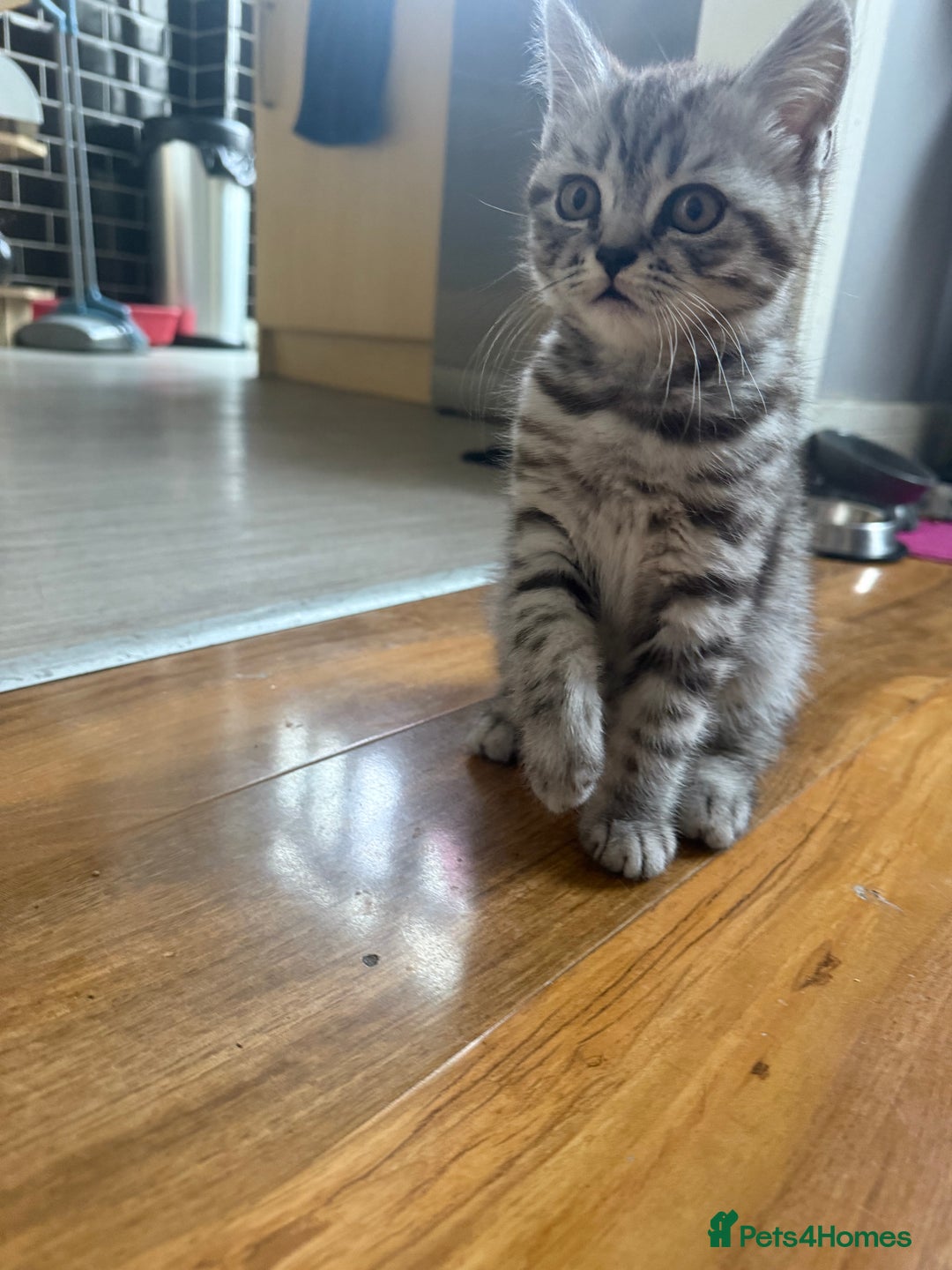 Scottish Fold cats for sale: scottish fold kittens  - Image 15