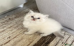 Ragdoll cats for sale: Lynx fluffballs  - Image 5