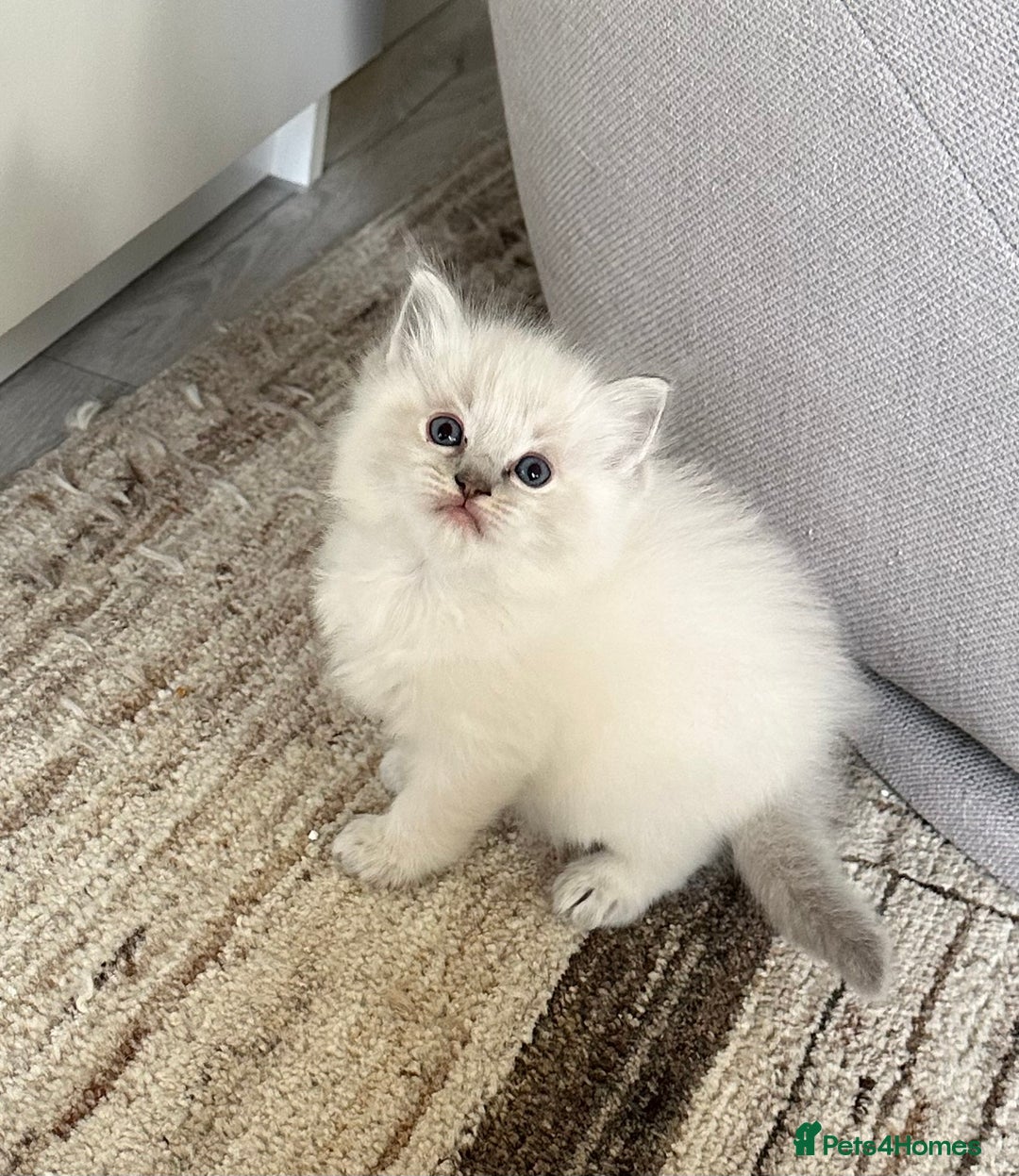 Ragdoll cats for sale: Lynx fluffballs  - Image 5
