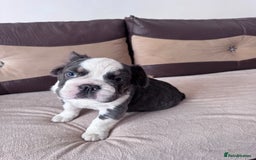 French Bulldog dogs for sale: French bulldogs - Image 4