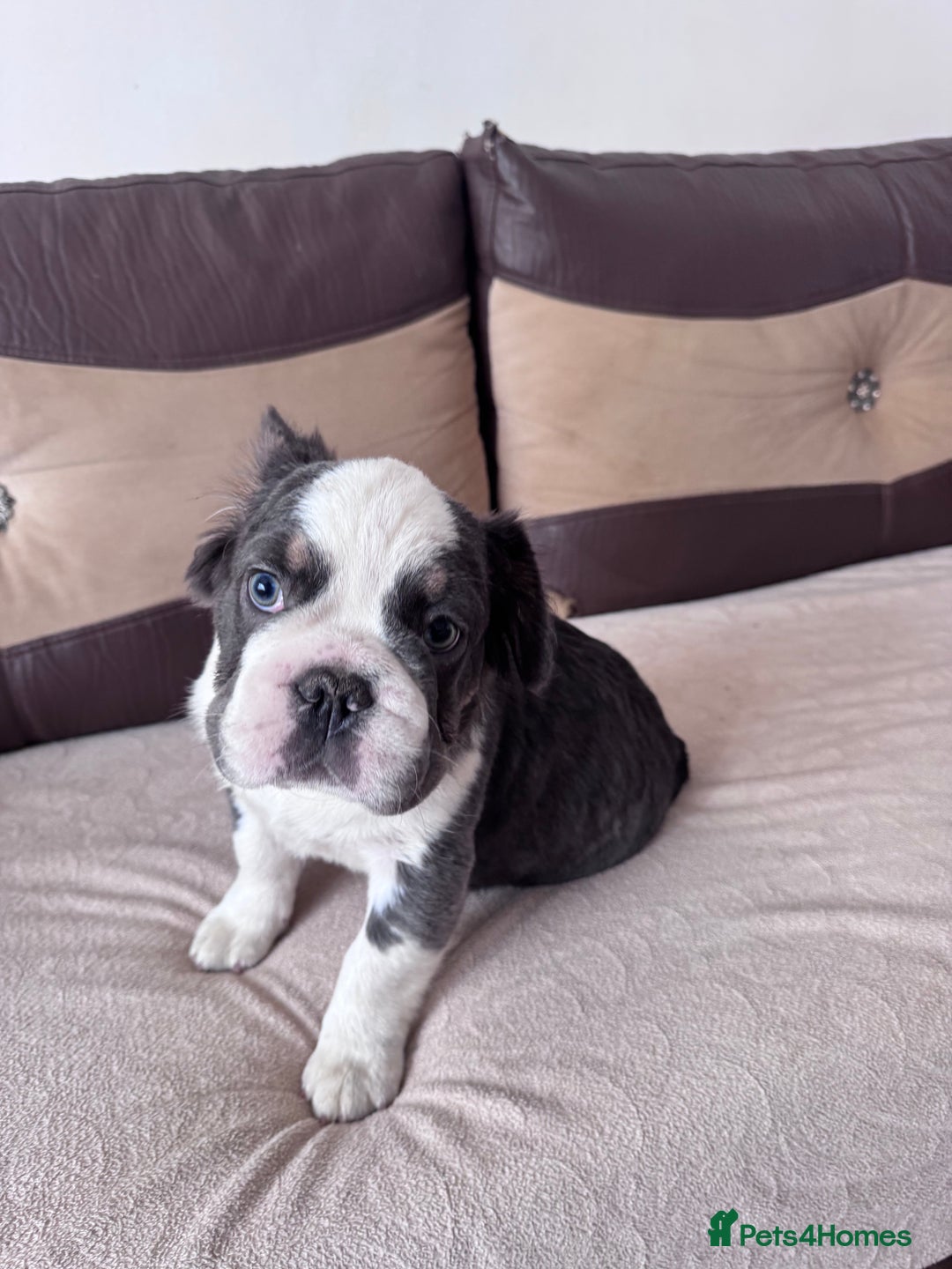 French Bulldog dogs for sale: French bulldogs - Image 4