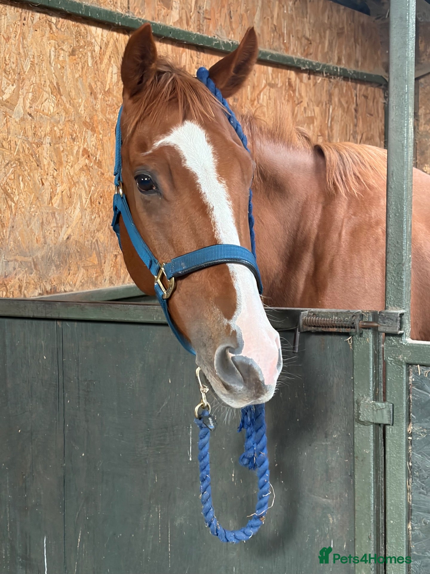 English Thoroughbred horses Tango mango 🥭  - Advert 1